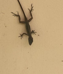 Anolis