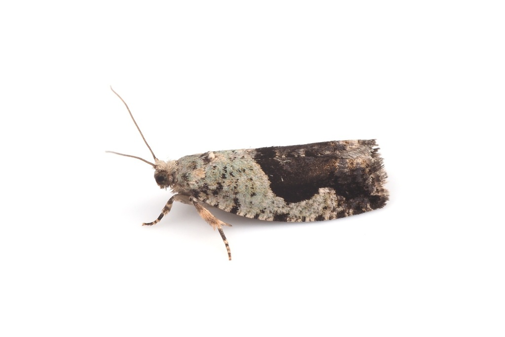 Zeiraphera argutana