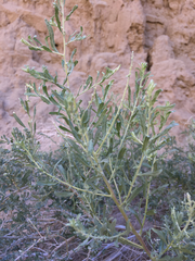 Atriplex canescens laciniata