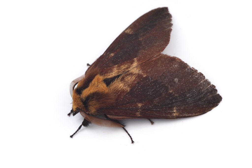 Amurilla subpurpurea