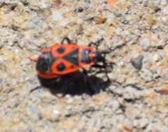 Pyrrhocoris apterus