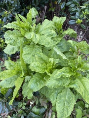 Pokeweed mosaic virus
