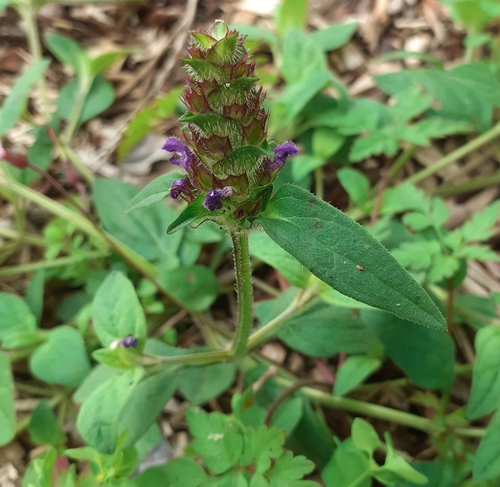 common selfheal