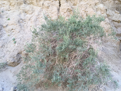 Atriplex canescens laciniata