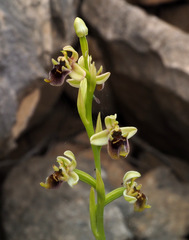 Ophrys bornmuelleri