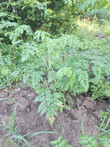 poison hemlock