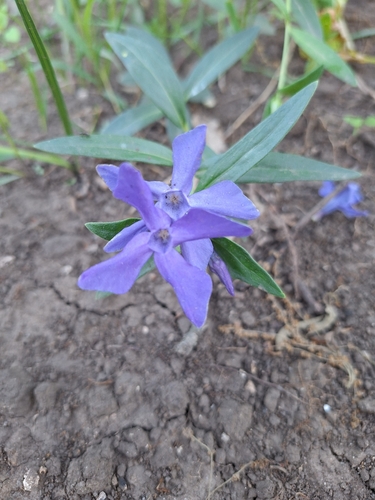Herbaceous Periwinkle