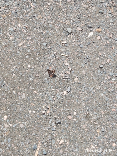 Lesser Purple Emperor
