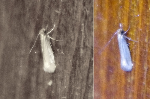 Webbing Clothes Moth photo 3