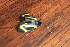 Aclytia