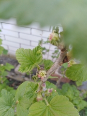 Ribes nigrum