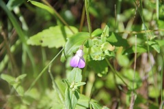 Collinsia multicolor
