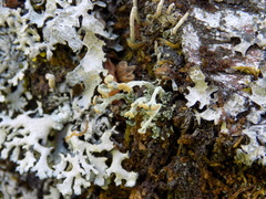 Cladonia botrytes