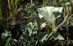 Calystegia collina venusta