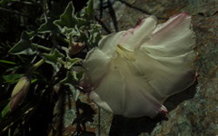 Calystegia collina venusta