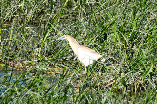 iNaturalist image