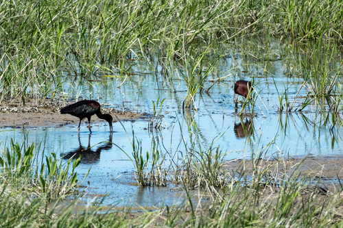 iNaturalist image