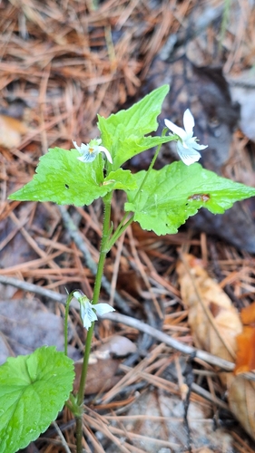 Viola acuminata, photograph 3