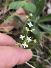 Galium pumilum