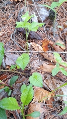 Viola acuminata, photograph (c) Violetta Dzizyurova, some rights reserved (CC BY)