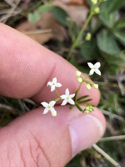 Galium pumilum