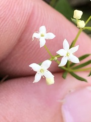 Galium pumilum