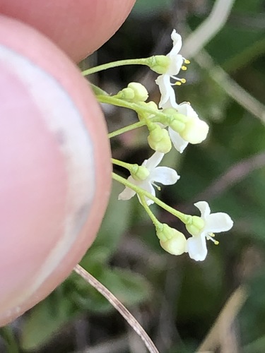 Image of Galium pumilum by (c) Thomas Ebner, some rights reserved (CC BY)