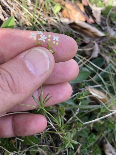 Image of Galium pumilum by (c) Thomas Ebner, some rights reserved (CC BY)