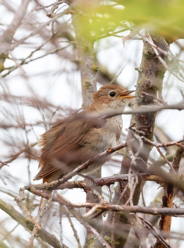 Common Nightingale (Luscinia megarhynchos)