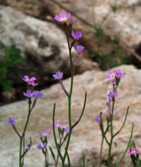 Malcolmia chia