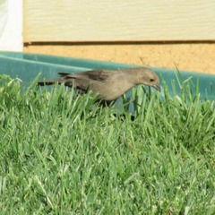 Molothrus ater