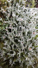 Cladonia cenotea