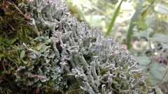 Cladonia cenotea