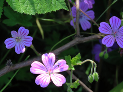 Geranium albanum