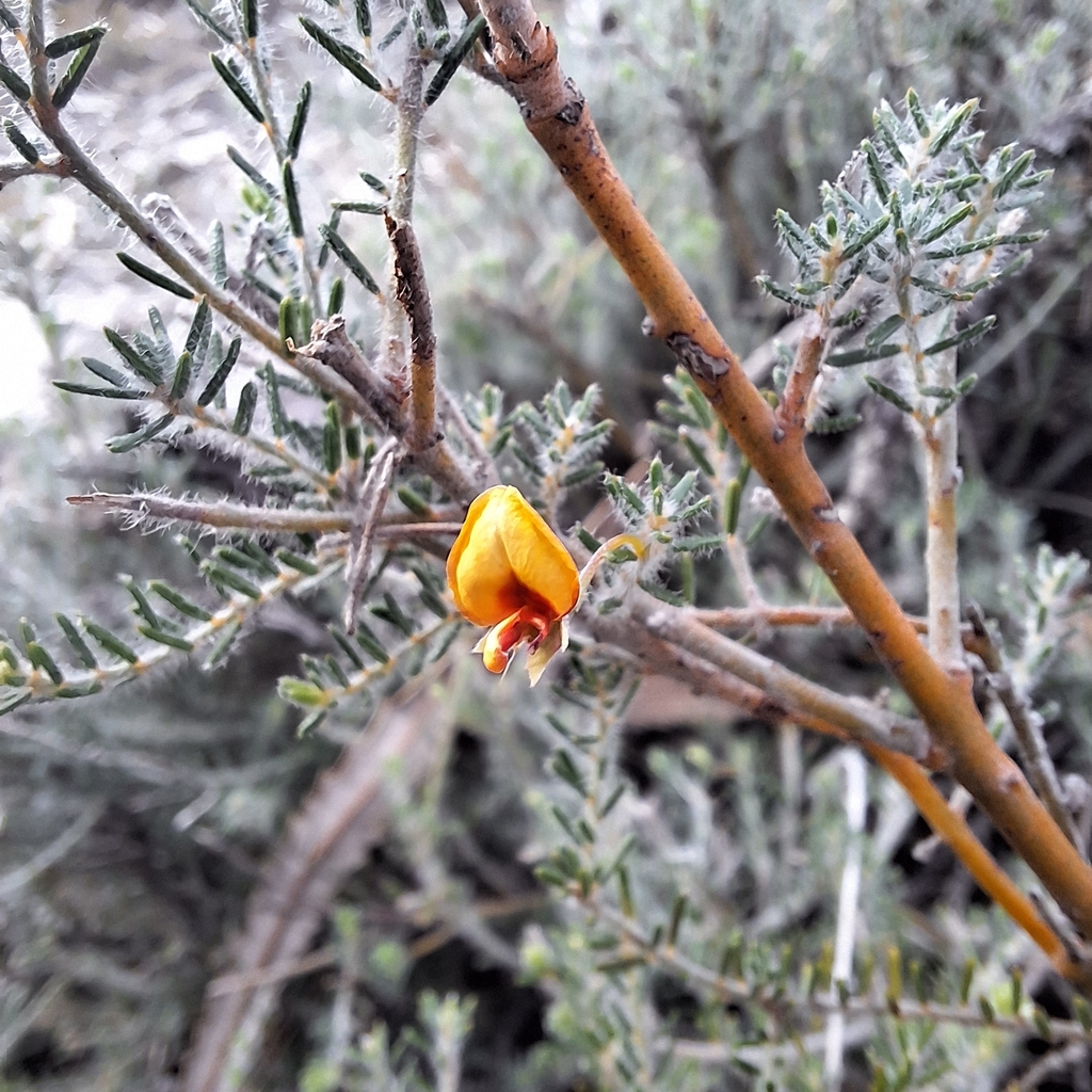Phyllota gracilis