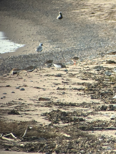 iNaturalist image