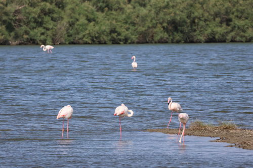 iNaturalist image