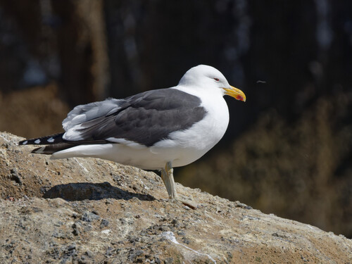 iNaturalist image