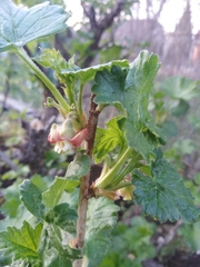 Ribes uva-crispa