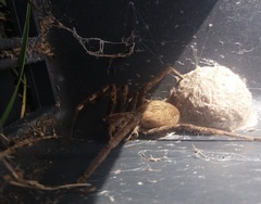 Palystes superciliosus