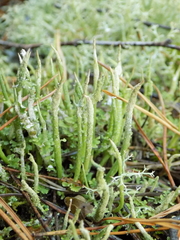 Cladonia cornuta