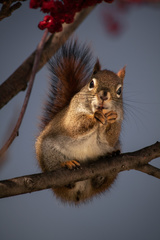 Tamiasciurus hudsonicus