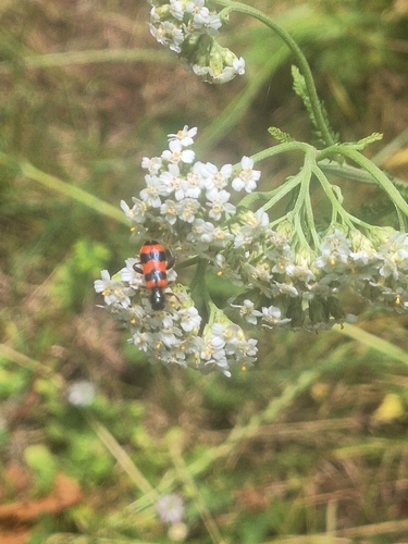 Bee-eating Beetle