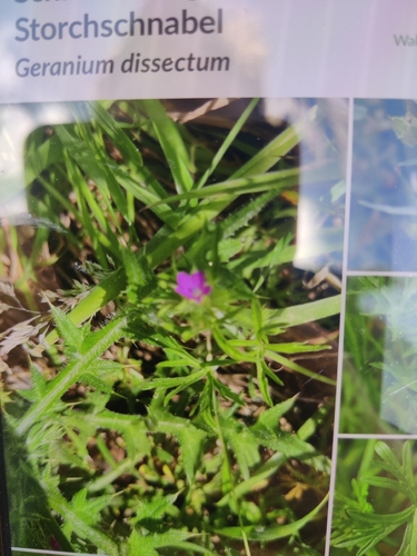 Cut-leaved crane's-bill