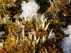 Cladonia decorticata