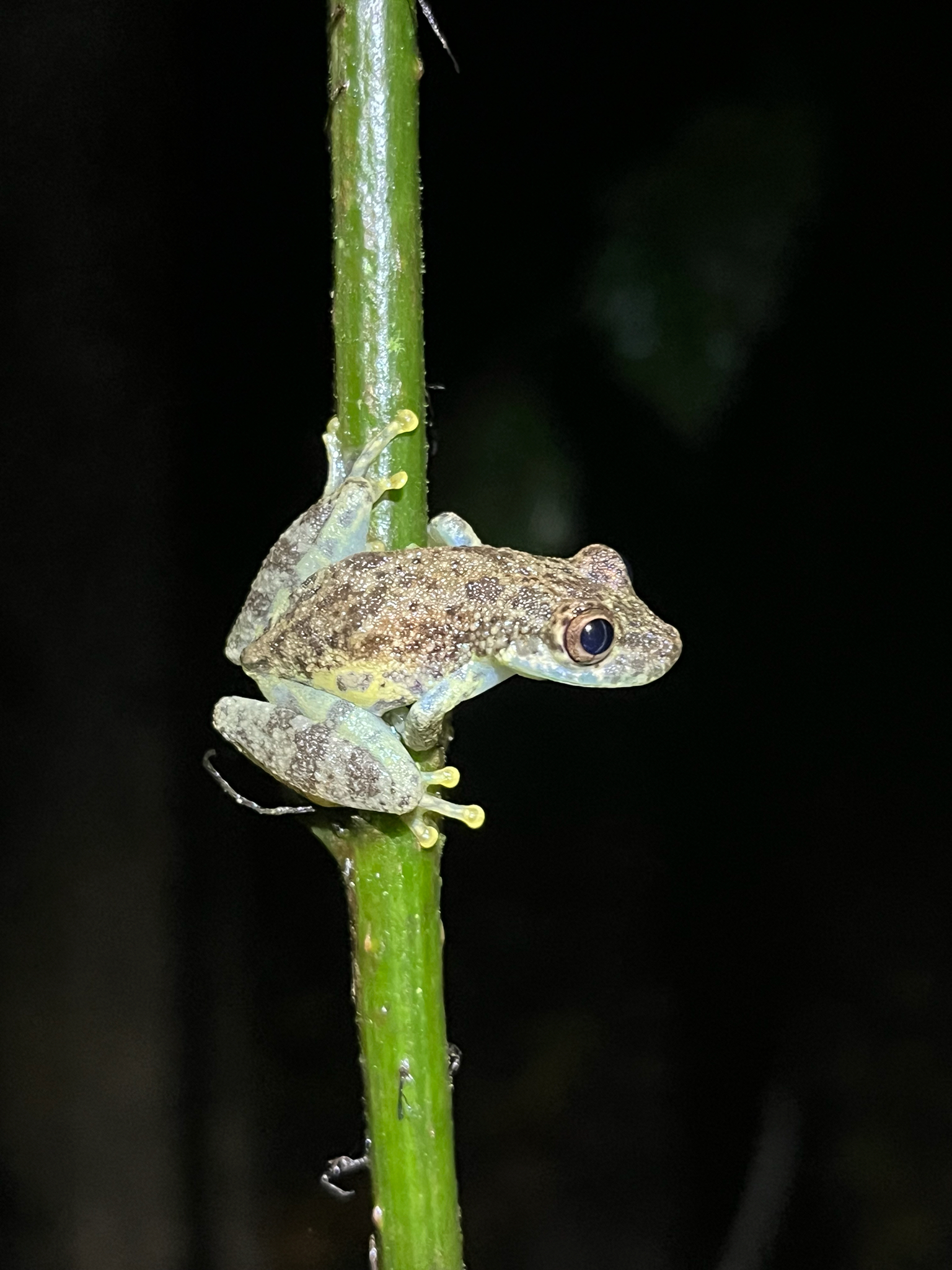 Madre de Dios Snouted Treefrog