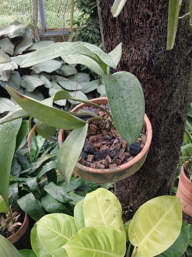 Bulbophyllum lemniscatoides Rolfe