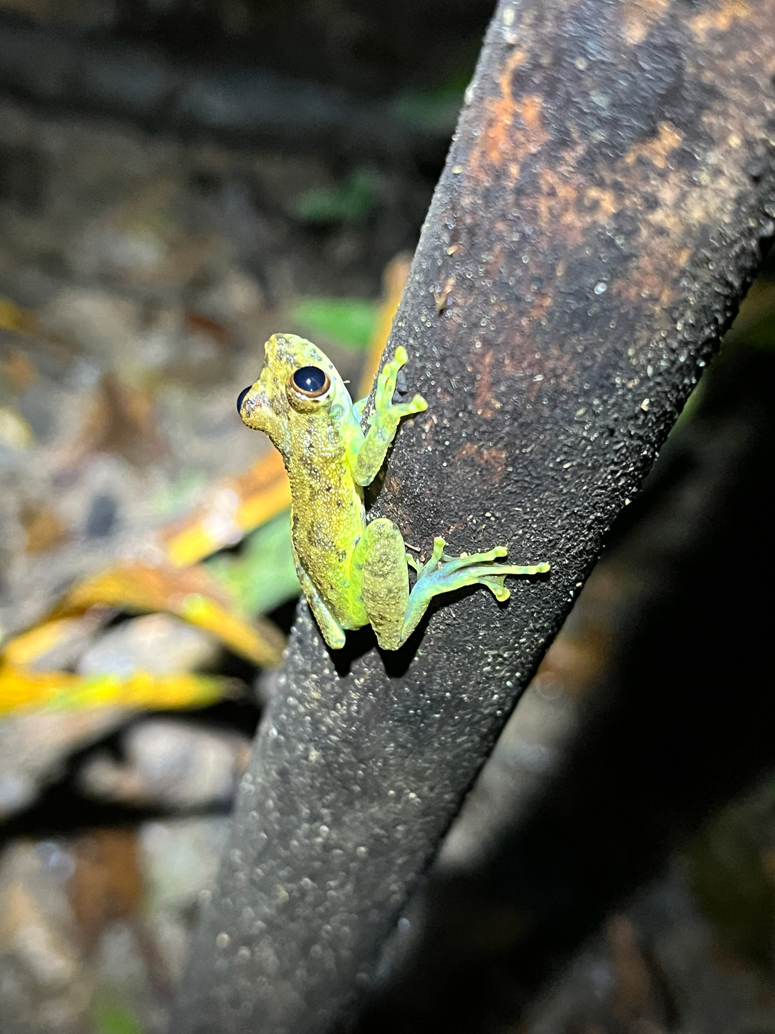 Madre de Dios Snouted Treefrog photo 2