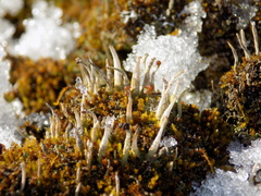 Cladonia decorticata