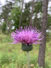 Cirsium carolinianum